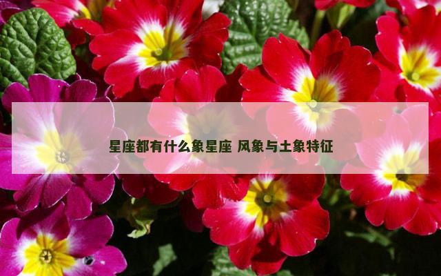 星座都有什么象星座 风象与土象特征