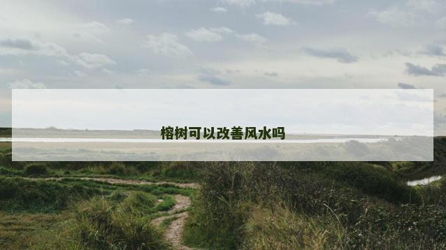 榕树可以改善风水吗