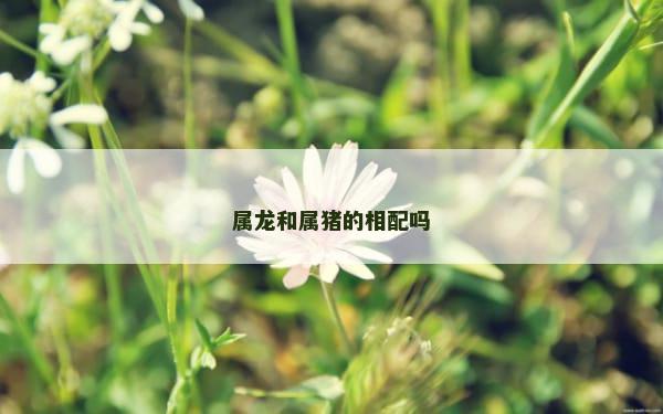 属龙和属猪的相配吗