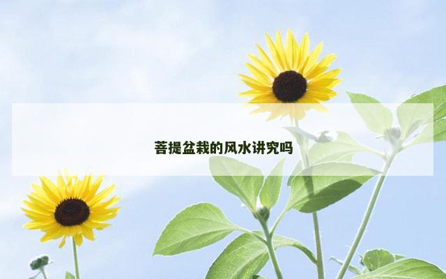 菩提盆栽的风水讲究吗