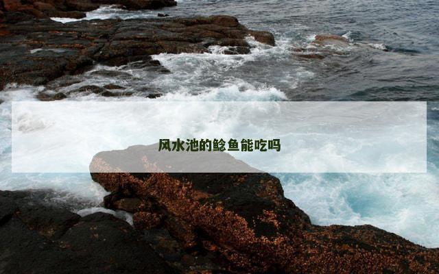 风水池的鲶鱼能吃吗