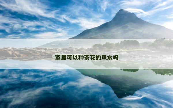 家里可以种茶花的风水吗