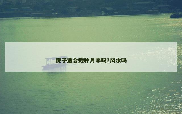 院子适合栽种月季吗?风水吗