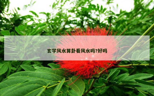 玄学风水算卦看风水吗?好吗