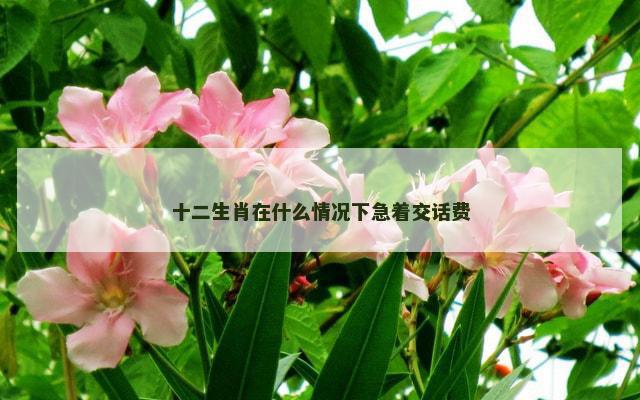 十二生肖在什么情况下急着交话费