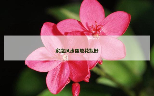 家庭风水摆放花瓶好