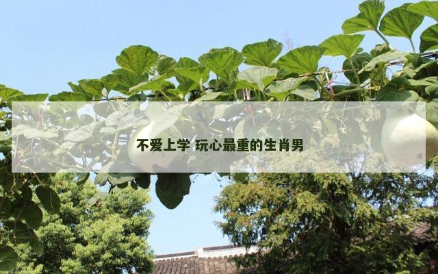 不爱上学 玩心最重的生肖男