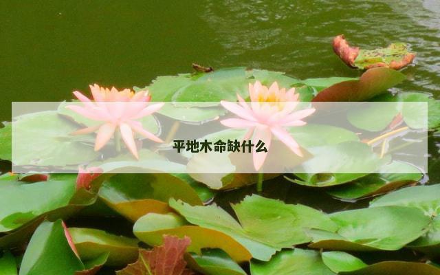 平地木命缺什么