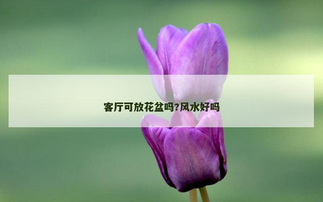 客厅可放花盆吗?风水好吗