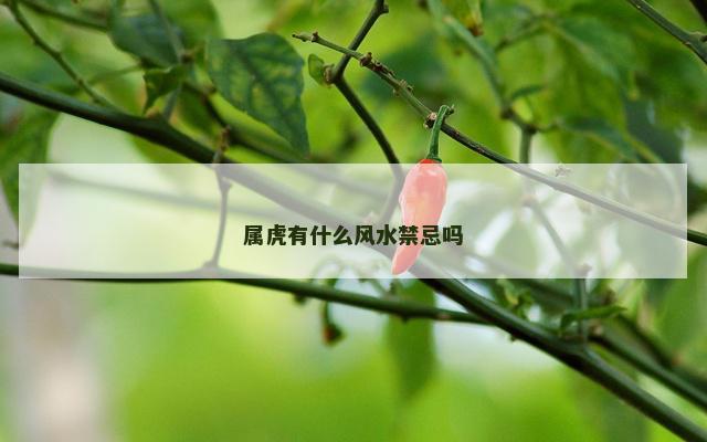 属虎有什么风水禁忌吗