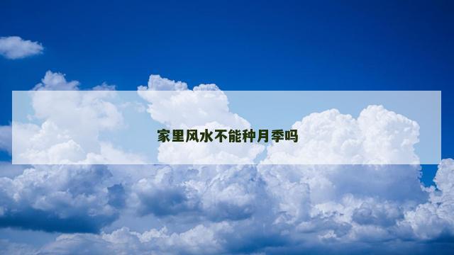家里风水不能种月季吗