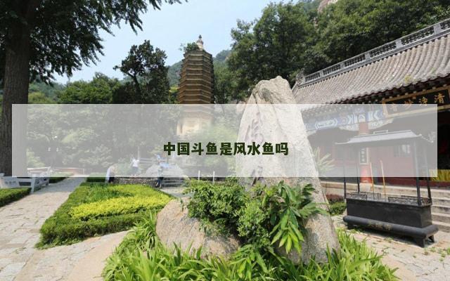 中国斗鱼是风水鱼吗