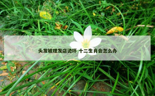头发被理发店烫坏 十二生肖会怎么办