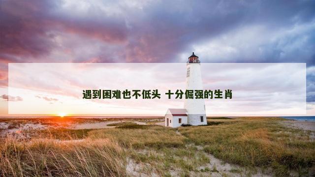 遇到困难也不低头 十分倔强的生肖