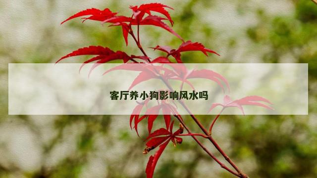 客厅养小狗影响风水吗