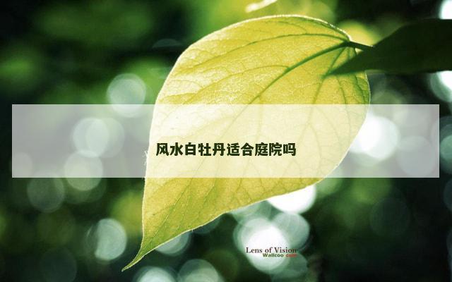 风水白牡丹适合庭院吗