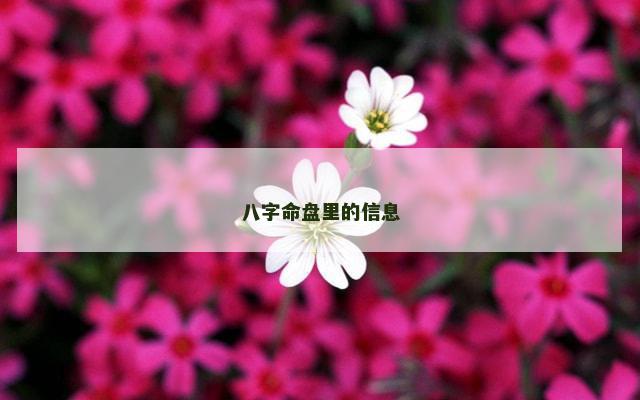 八字命盘里的信息