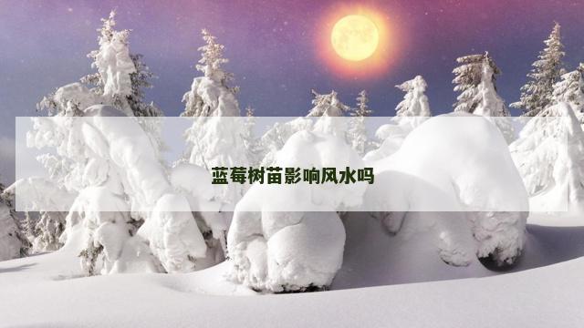 蓝莓树苗影响风水吗