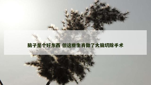 脑子是个好东西 但这些生肖做了大脑切除手术