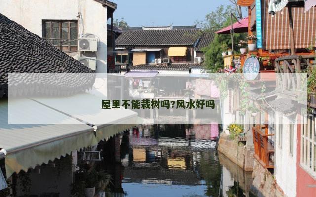 屋里不能栽树吗?风水好吗