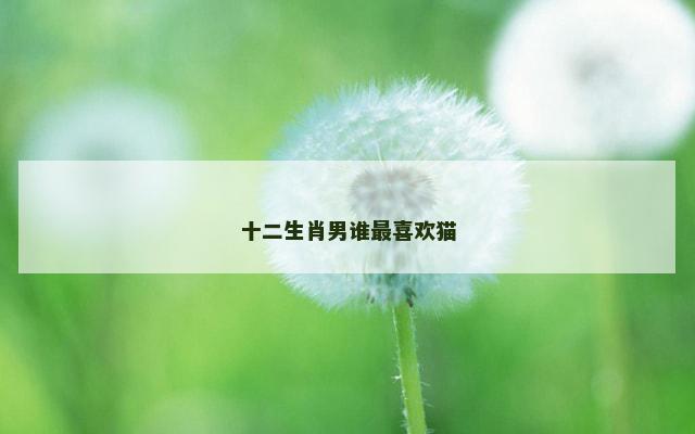 十二生肖男谁最喜欢猫