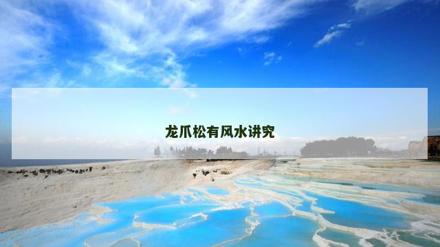 龙爪松有风水讲究
