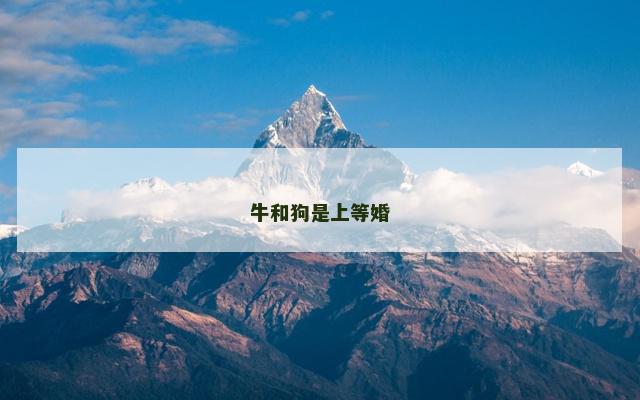 牛和狗是上等婚