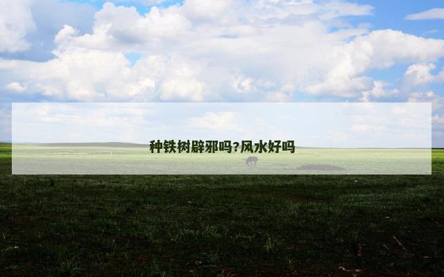 种铁树辟邪吗?风水好吗