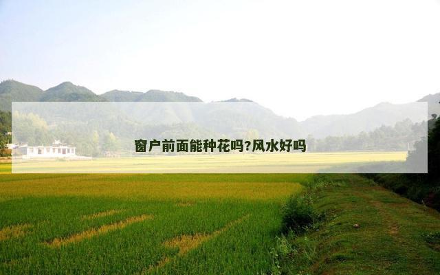 窗户前面能种花吗?风水好吗