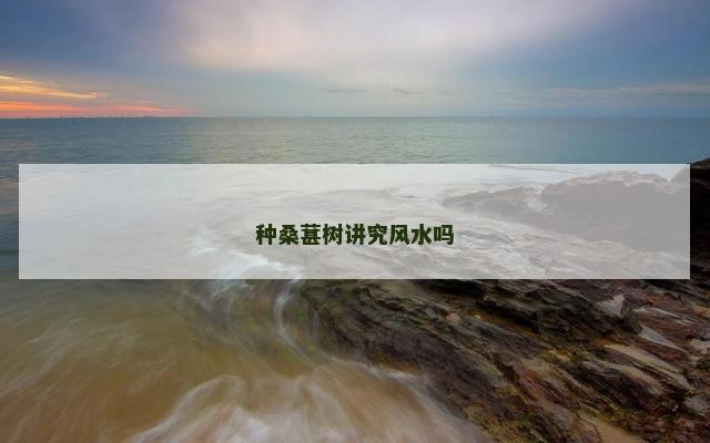 种桑葚树讲究风水吗