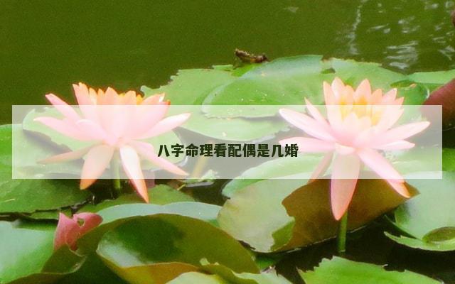 八字命理看配偶是几婚