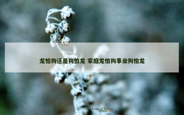 龙怕狗还是狗怕龙 家庭龙怕狗事业狗怕龙