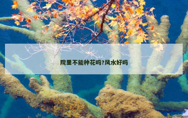 院里不能种花吗?风水好吗