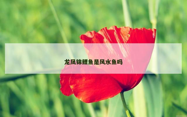龙凤锦鲤鱼是风水鱼吗