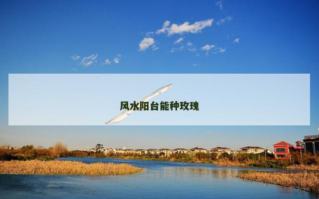 风水阳台能种玫瑰