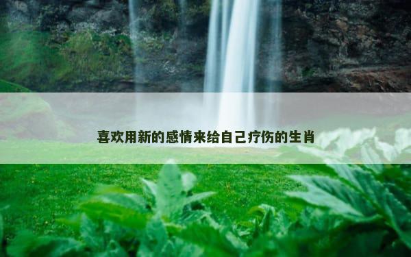 喜欢用新的感情来给自己疗伤的生肖