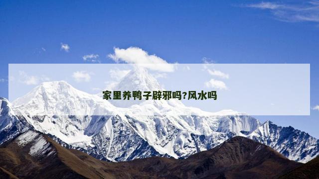 家里养鸭子辟邪吗?风水吗