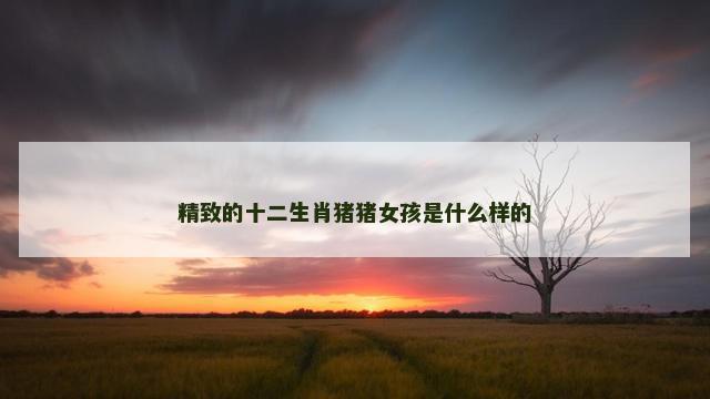 精致的十二生肖猪猪女孩是什么样的