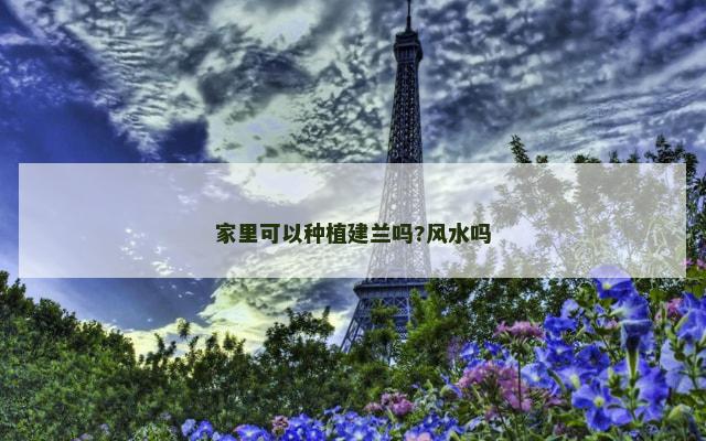 家里可以种植建兰吗?风水吗
