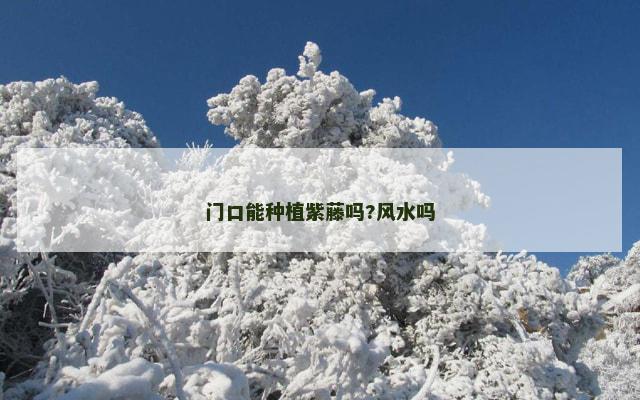 门口能种植紫藤吗?风水吗