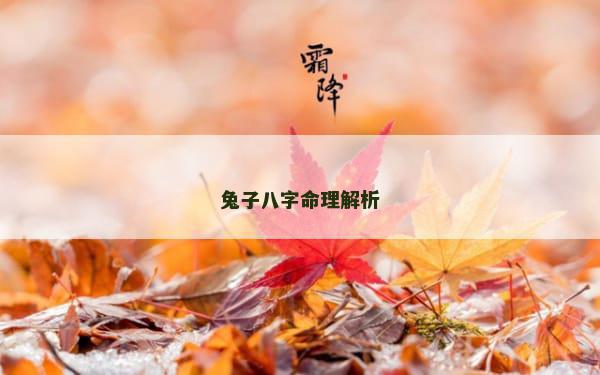 兔子八字命理解析