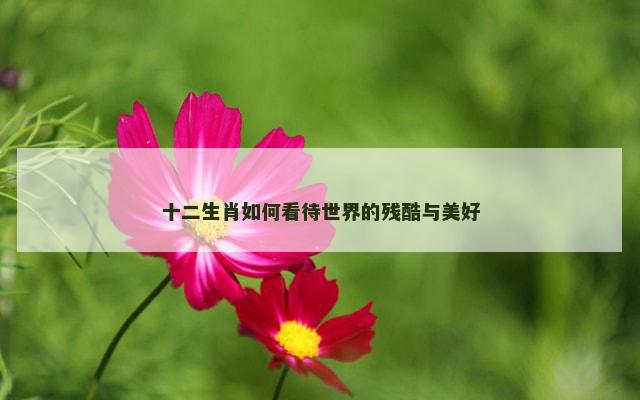 十二生肖如何看待世界的残酷与美好