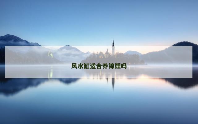 风水缸适合养锦鲤吗