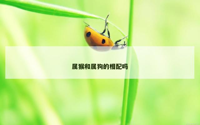 属猴和属狗的相配吗