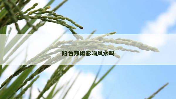 阳台辣椒影响风水吗