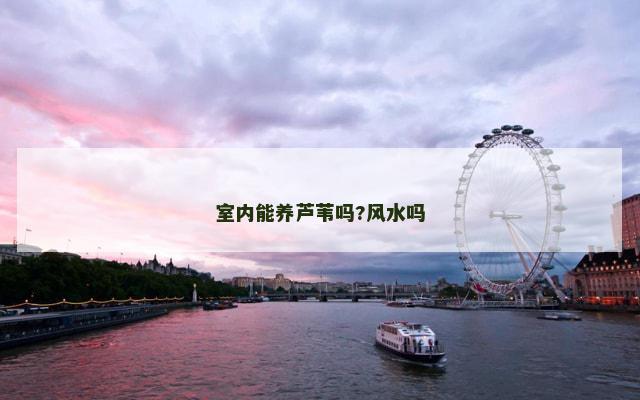 室内能养芦苇吗?风水吗