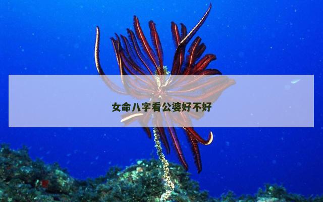 女命八字看公婆好不好