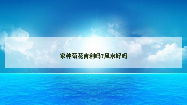 家种菊花吉利吗?风水好吗