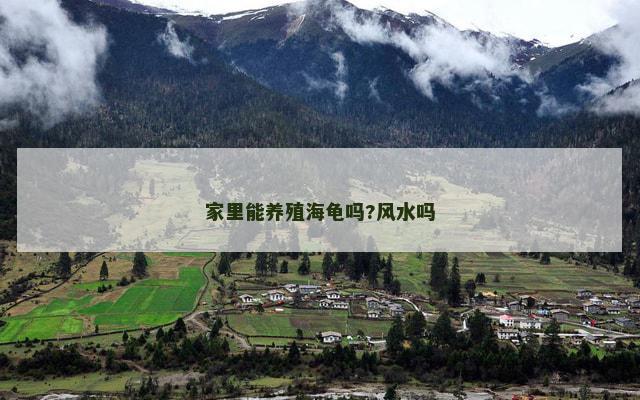 家里能养殖海龟吗?风水吗