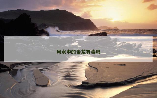 风水中的金龙有毒吗